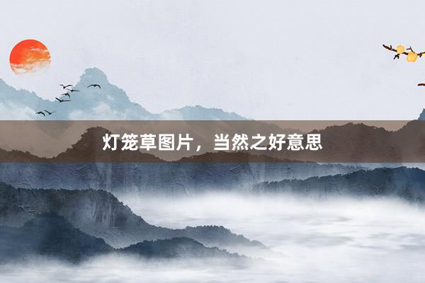 灯笼草图片，当然之好意思